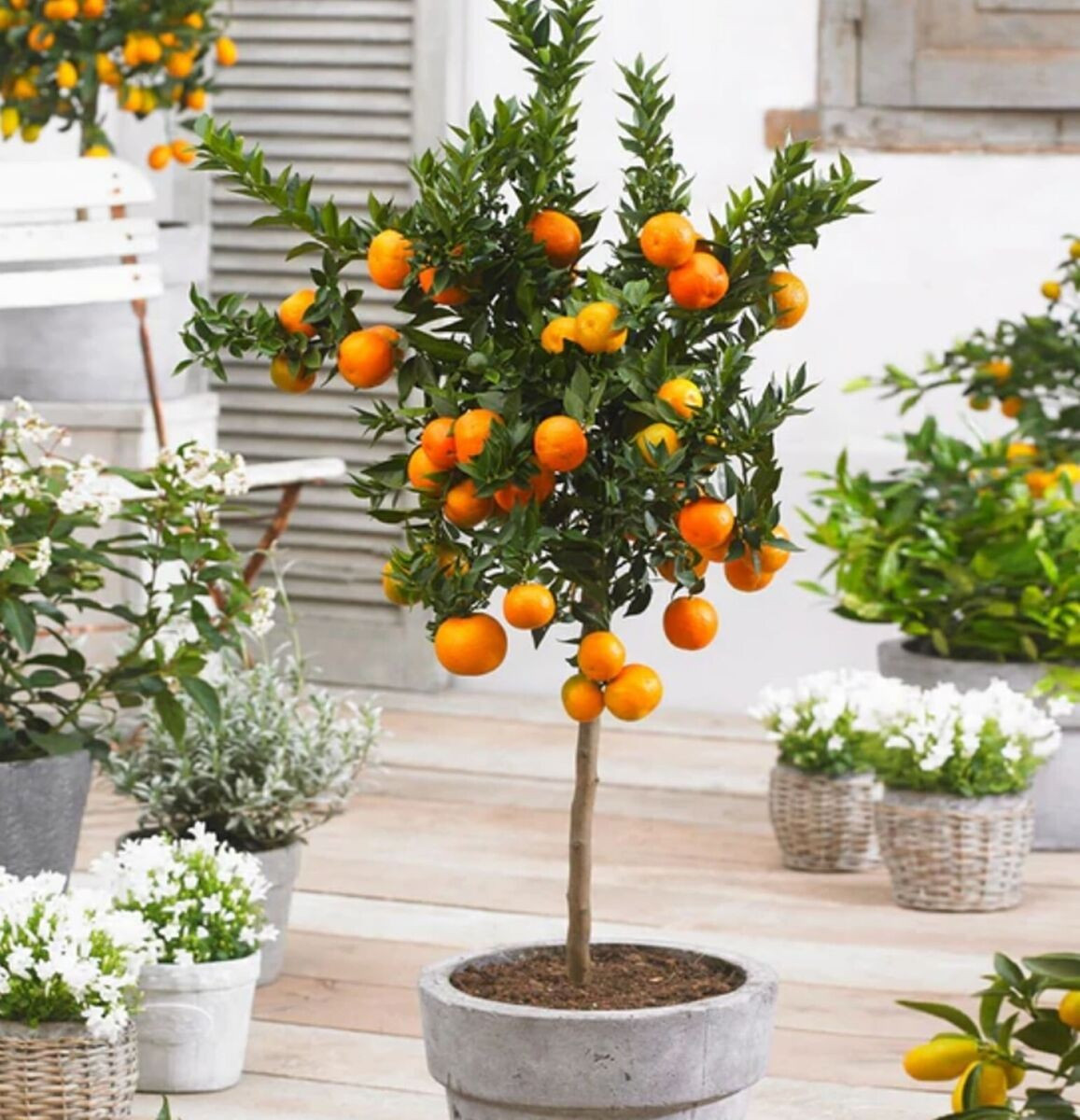 Laranja