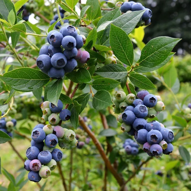 Mirtilo (Blueberry)
