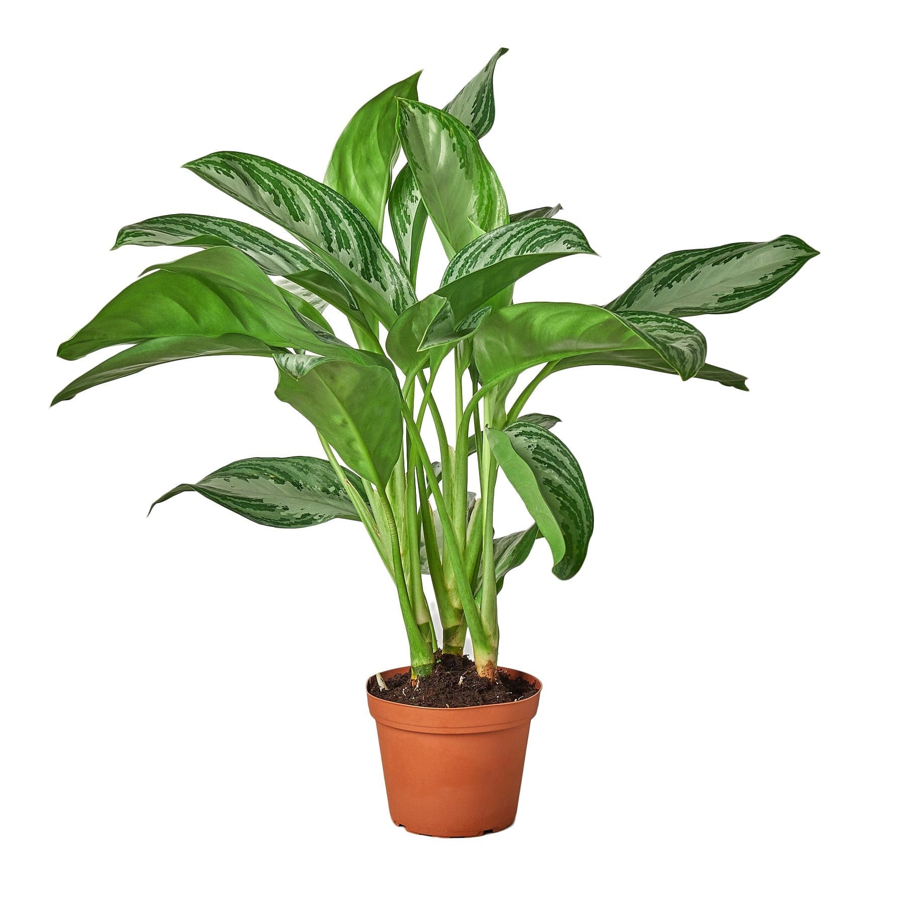 Muda frutífera em vaso da Mondini Plantas