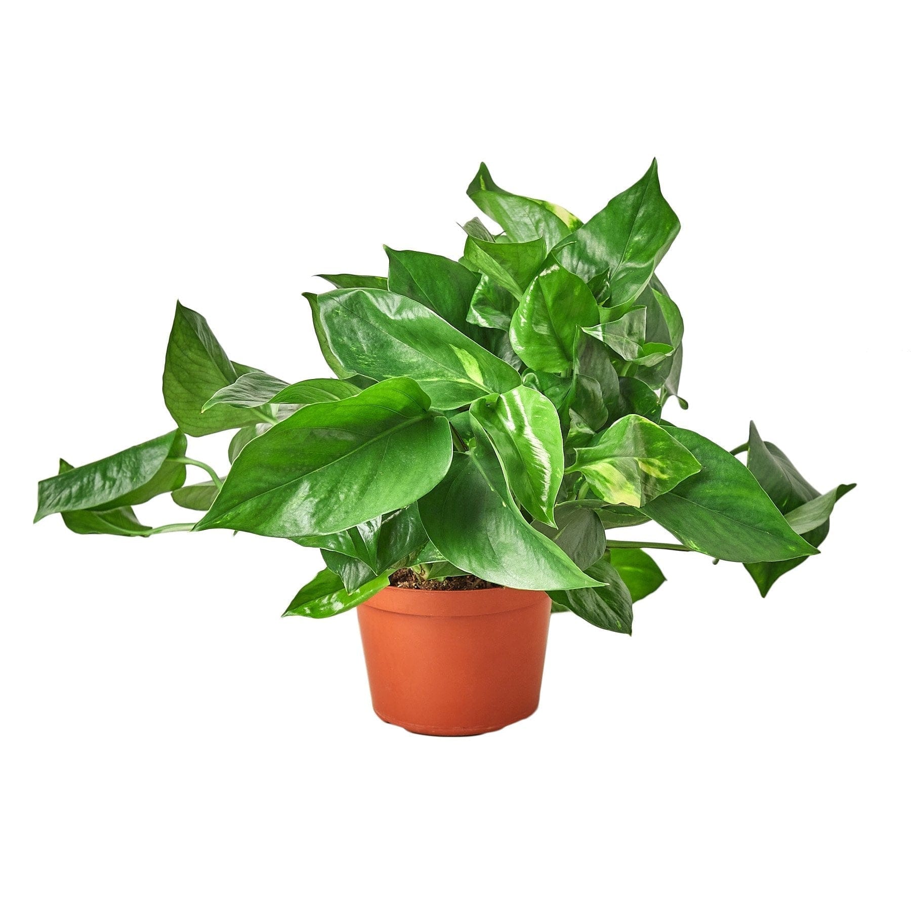 Planta ornamental em vaso da Mondini Plantas